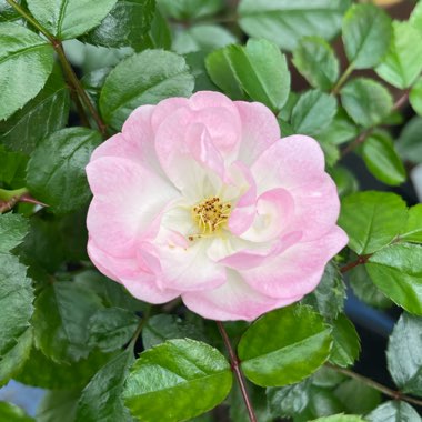 Rosa