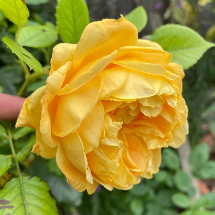 Plant image Rosa 'Golden Celebration'