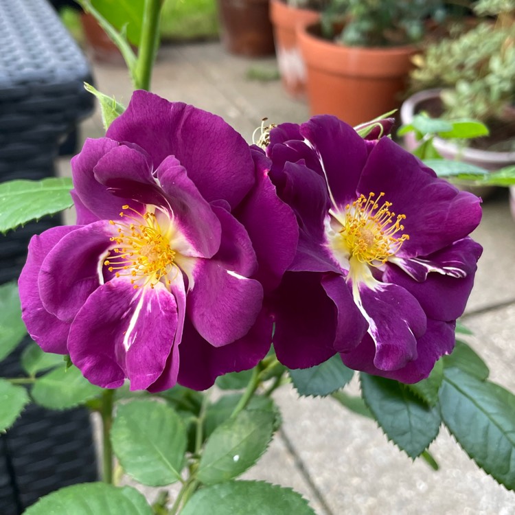 Plant image Rosa 'Frantasia' syn. Rosa 'Rhapsody in Blue'