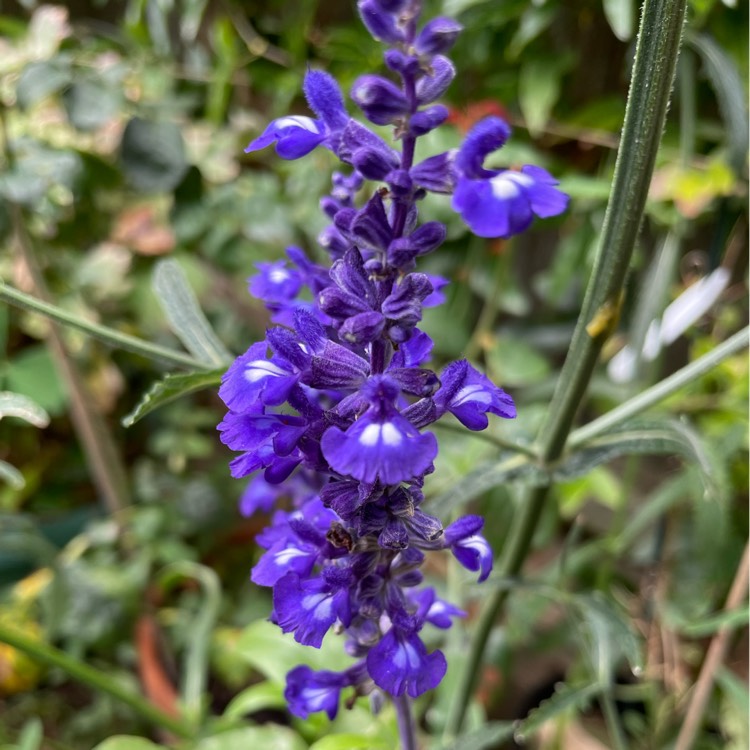 plant image 1691171