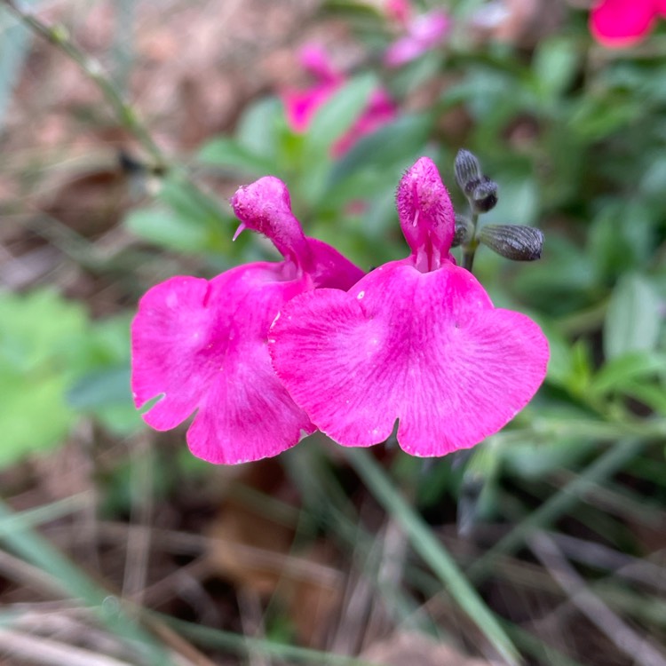 Plant image Salvia microphylla 'San Carlos Festival'