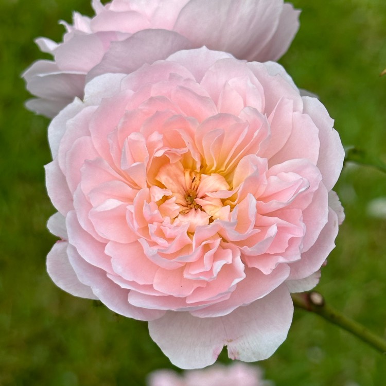 Plant image Rosa 'Ausmajesty' syn. Rosa 'Elizabeth'