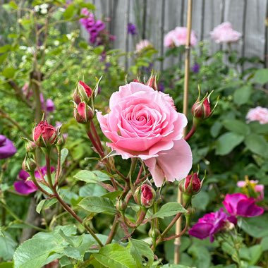 Floribunda Rose 'Sexy Rexy'