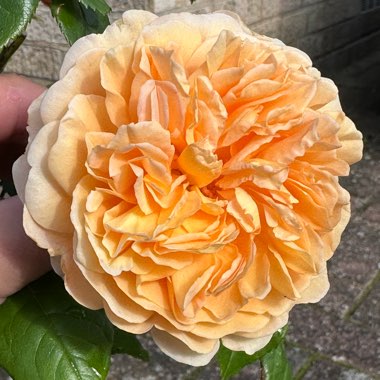 Rose 'Crown Princess Margareta' (Shrub)