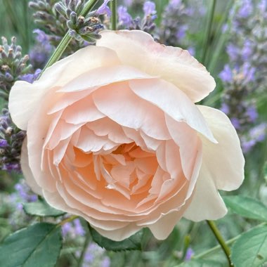 Rose 'Desdemona'