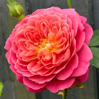 ‘Emma Bridgewater' Rose