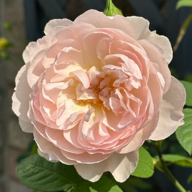 Rose 'Gentle Hermione' (Shrub)