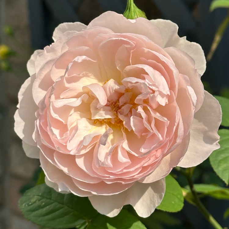 Plant image Rosa 'Ausrumba' syn. Rosa 'Gentle Hermione'