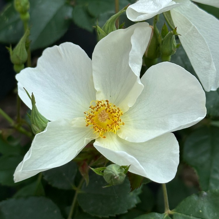 Plant image Rosa 'Ausfence' syn. Rosa 'Kew Gardens'