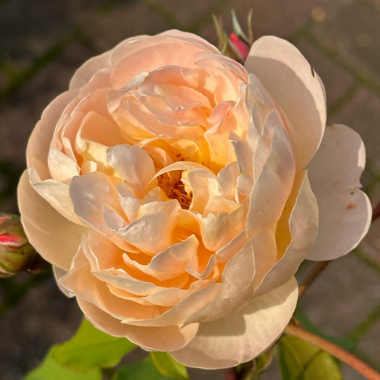 Plant image Rose 'Dannahue'