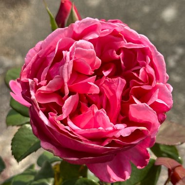 Rose 'Sweet Parfum De Provence' (Hybrid Tea)