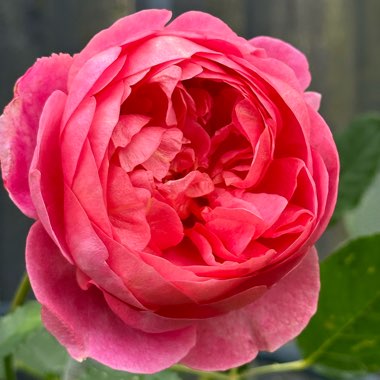 Rose 'Boscobel'