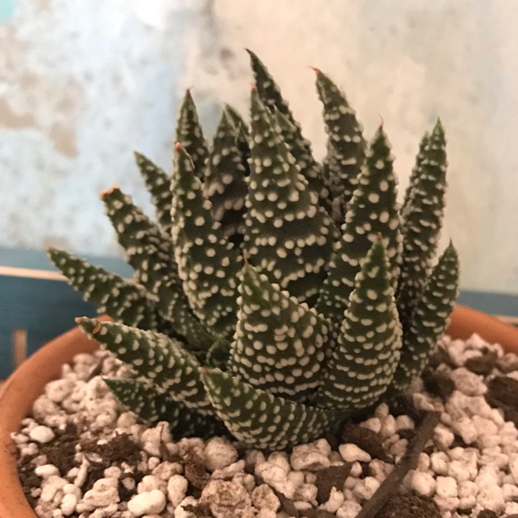 Plant image Tulista pumila syn. Haworthia pumila