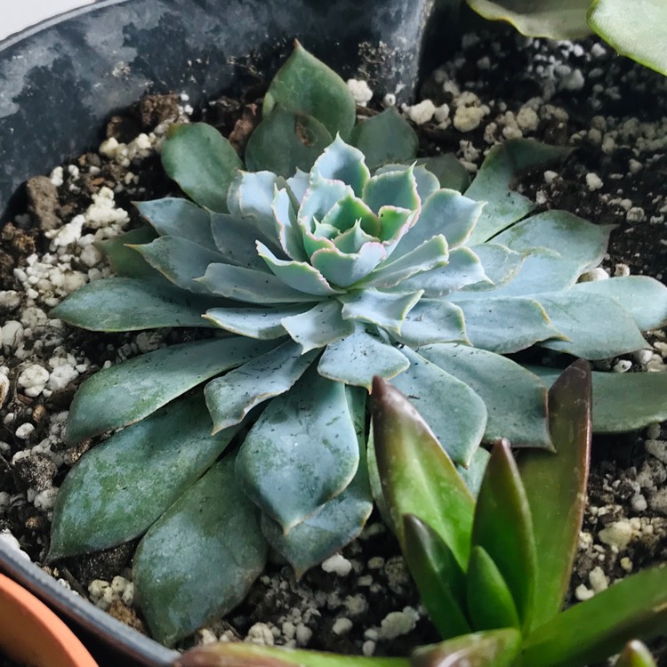 Plant image Echeveria Blue Heron