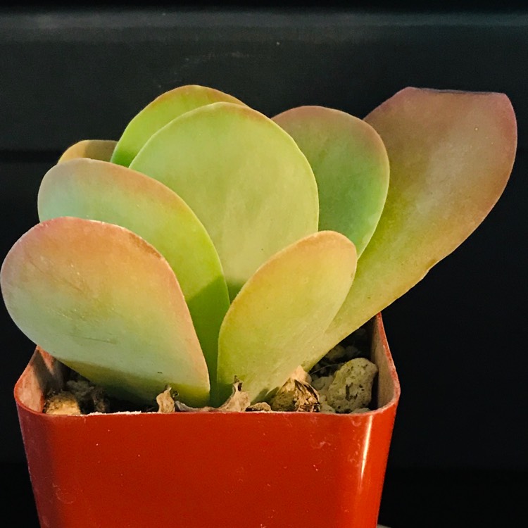 plant image 1204069