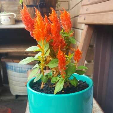 Celosia