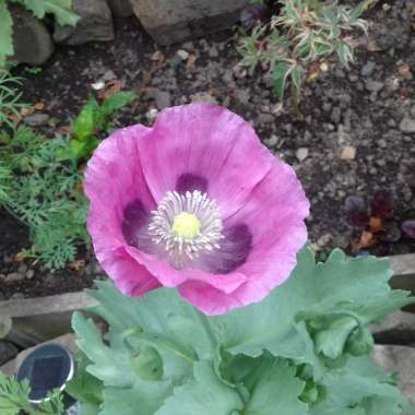 Opium Poppy