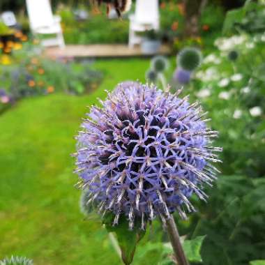 Globe Thistle 'Veitch's Blue'