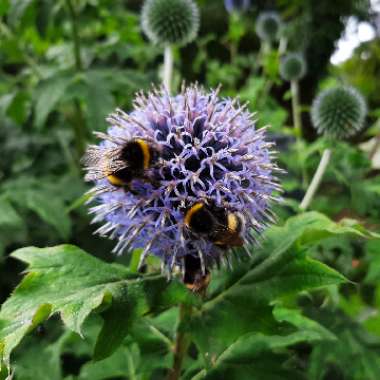 Globe Thistle