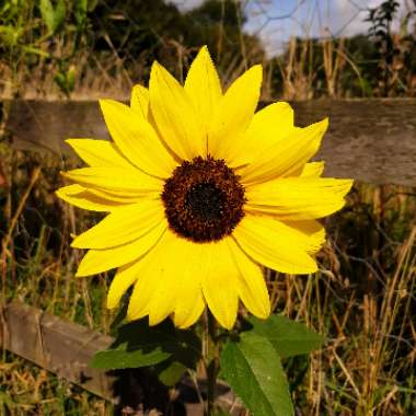 Sunflower 'Giant Single'