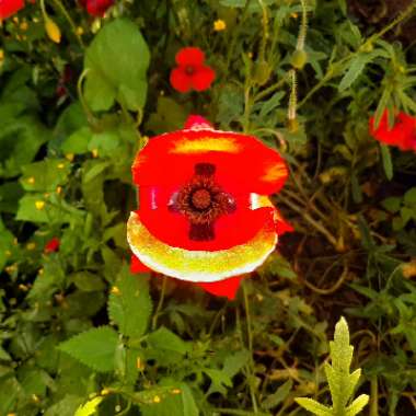 Flanders Poppy