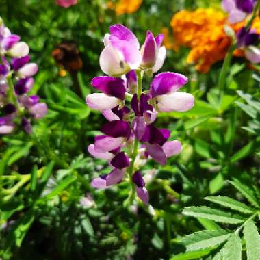 Chamisso Bush Lupin