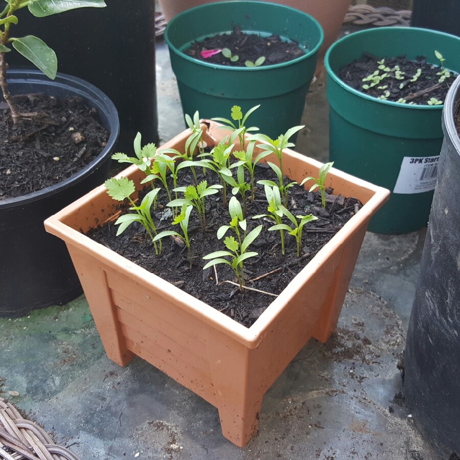 Coriander