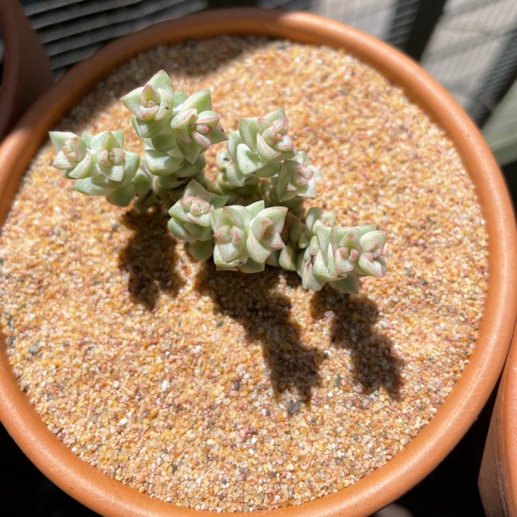 Plant image Crassula Tom Thumb Variegata