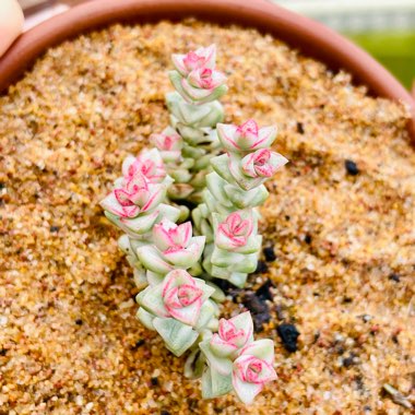 Crassula Tom Thumb Variegata