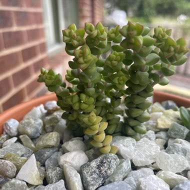 Crassula 'Tom Thumb'