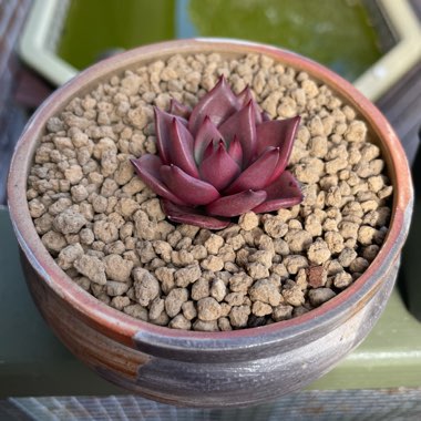 Echeveria 'Agavoides Romeo'