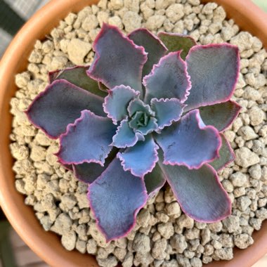 Echeveria 'Shaviana Pink Frills'