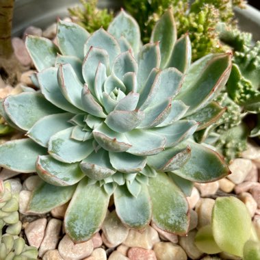 Echeveria 'Violet Queen'