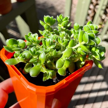 Crassula 'David'