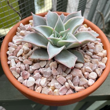 Echeveria 'Madiba'