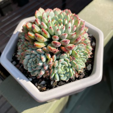 Echeveria 'Minima White Form'