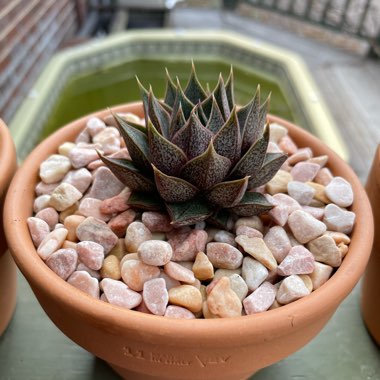 Echeveria 'Purpusorum'