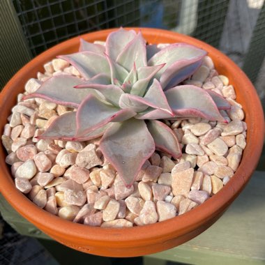 Echeveria 'Madiba'