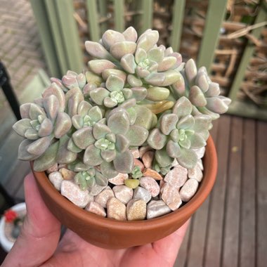 Graptopetalum 'Mendozae'