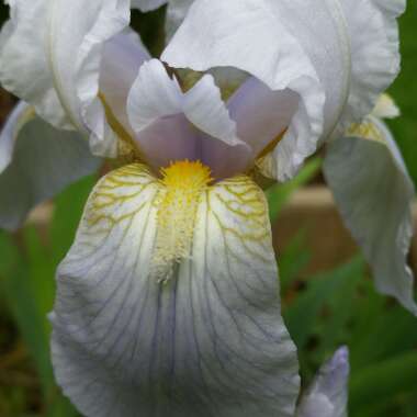 Bearded Iris