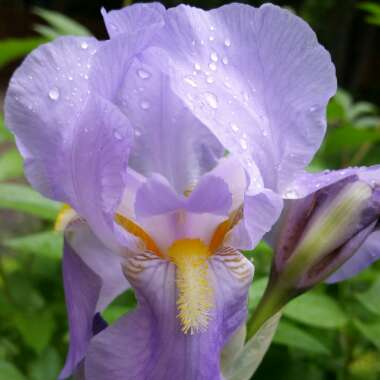 Bearded Iris