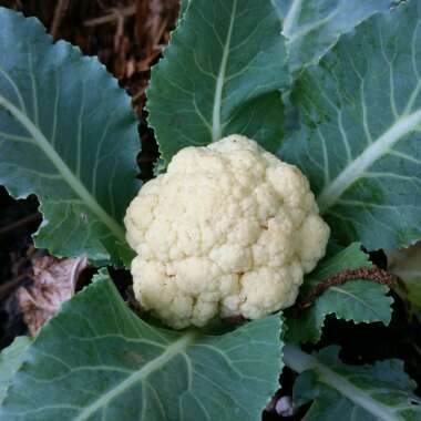 Cauliflower