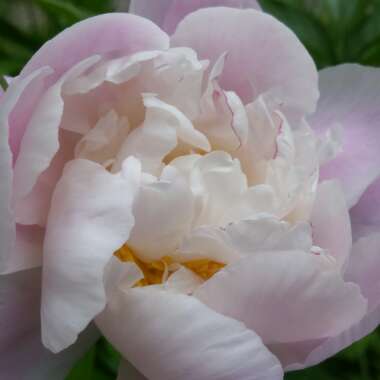 Peony