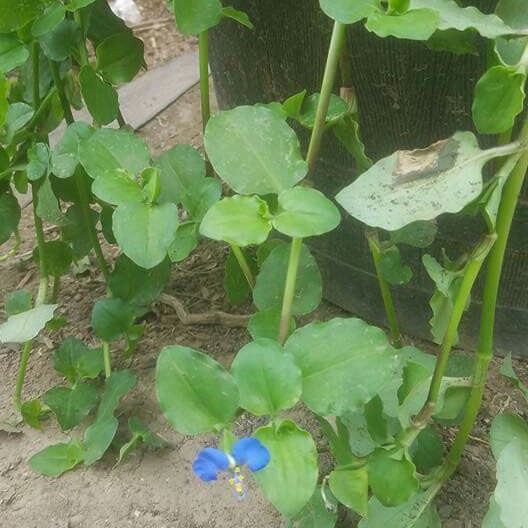 Plant image Commelina Tuberosa syn. Commelina coelestis