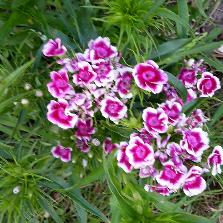 Plant image Dianthus barbatus 'Persian Carpet'