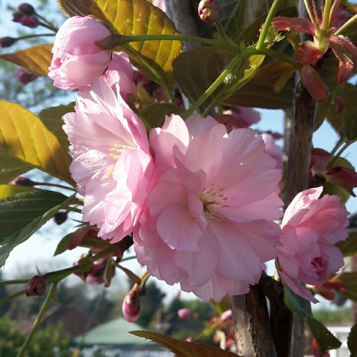 Plant image Prunus 'Kanzan'