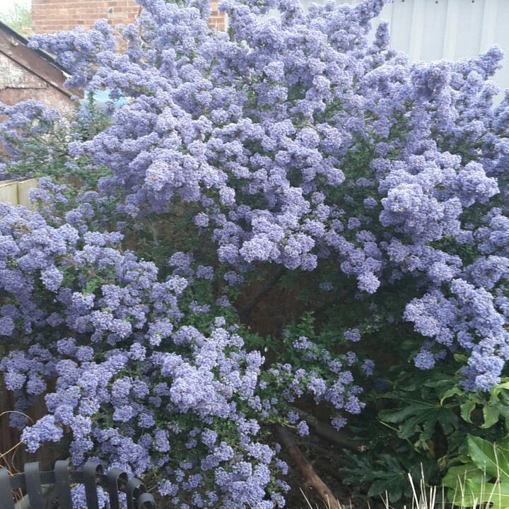 Plant image Ceanothus Purpureus