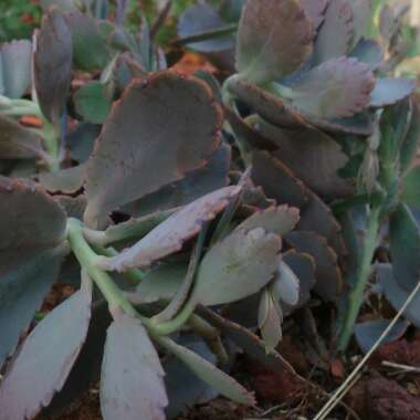 Kalanchoe Fedtschenkoi