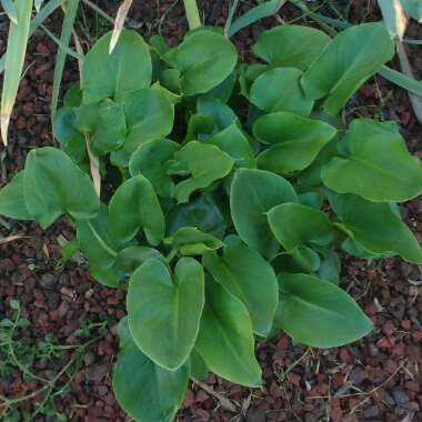 Arum italicum