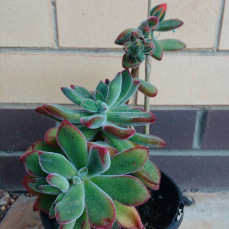 Plant image Echeveria Pulvinata var. Pulvinata